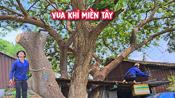 Vua Khỉ cưa cây Còng lớn nằm trùm lên nóc nhà và có xe cẩu hỗ trợ (Phần 1/3)...