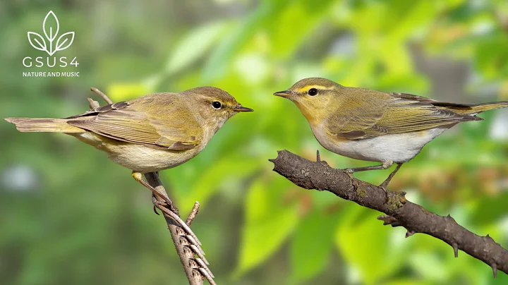 Bird Sounds - 11 Hours of Nature Sounds to Reduce Stress & Improve Sleep Quality - Relaxing Sounds