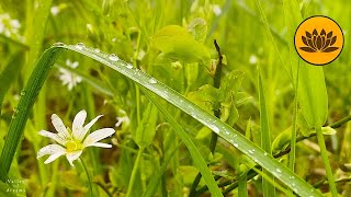 Sound sleep to sounds of fine rain in forest and birdsong. by Valley of Dreams 110 views 1 month ago 10 hours