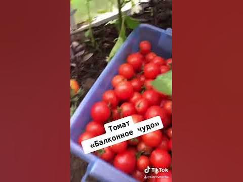 Томат балконное чудо - YouTube