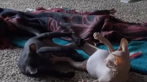 Watch the video about 😂😻😍Funny Sphynx kittens fighting