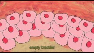 TRANSITIONAL & PSEUDOSTRATIFIED EPITHELIA Transitional Epithelium 400x