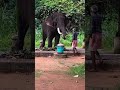 😡Angry Elephant🐘