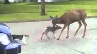Folk Gang Deer Audio Edit