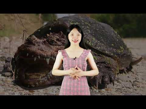 Video Rùa Cá Sấu - Quái vật có cú đớp tử thần mạnh gấp 6 lần... - youtube