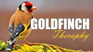 Masteran Kenari dan Pleci | GOLDFINCH SONG