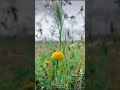 #nature #adventure #travel #natural #tiktok #اكسبلور #flowers  #flower