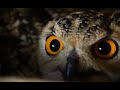 How I Rescued The Indian Eagle-Owl Full Video | Jamui, Bihar | Wildlife