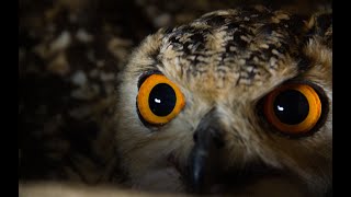 How I Rescued The Indian Eagle-Owl Full Video | Jamui, Bihar | Wildlife