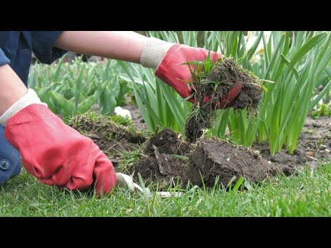 Video: Lihtne viis liigse serotoniini vähendamiseks: 8 sammu