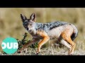 A year in the life of the jackal  our world