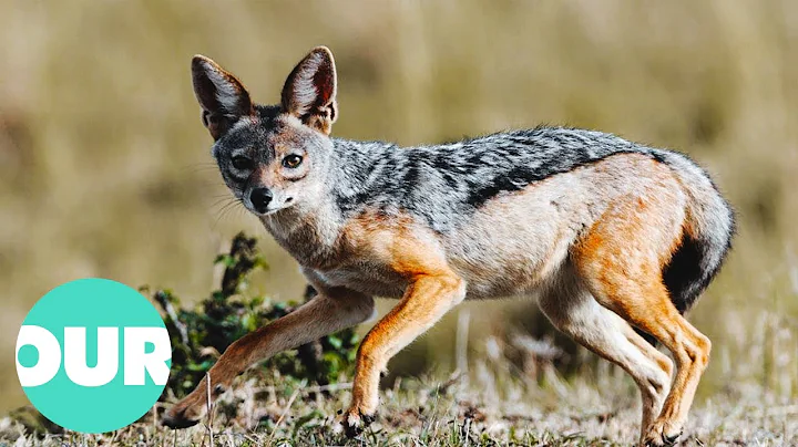 Cuộc sống đầy thử thách của Cáo đen trên sa mạc Etosha