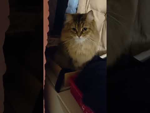 夜に猫を探したら、不思議な状況でした。【ミヌエット＆ノルウェージャンフォレストキャット】＃Shorts