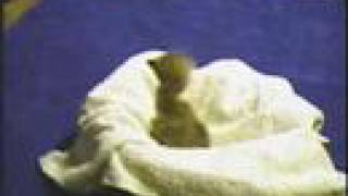 Feeding a 1-Day Old Bald Eagle Chick