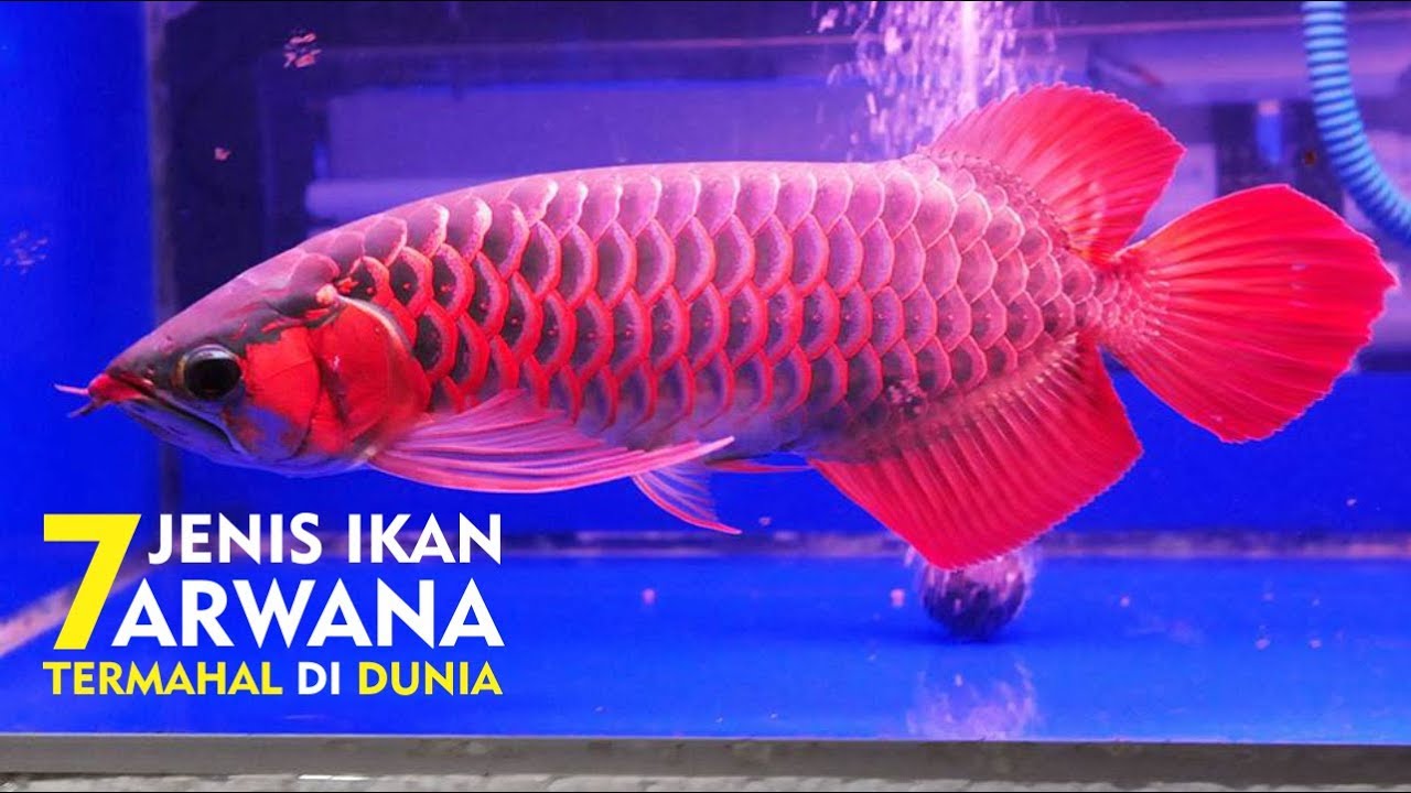 Ikan Termahal Asal INDONESIA Di Akui DUNIA 7 JENIS IKAN