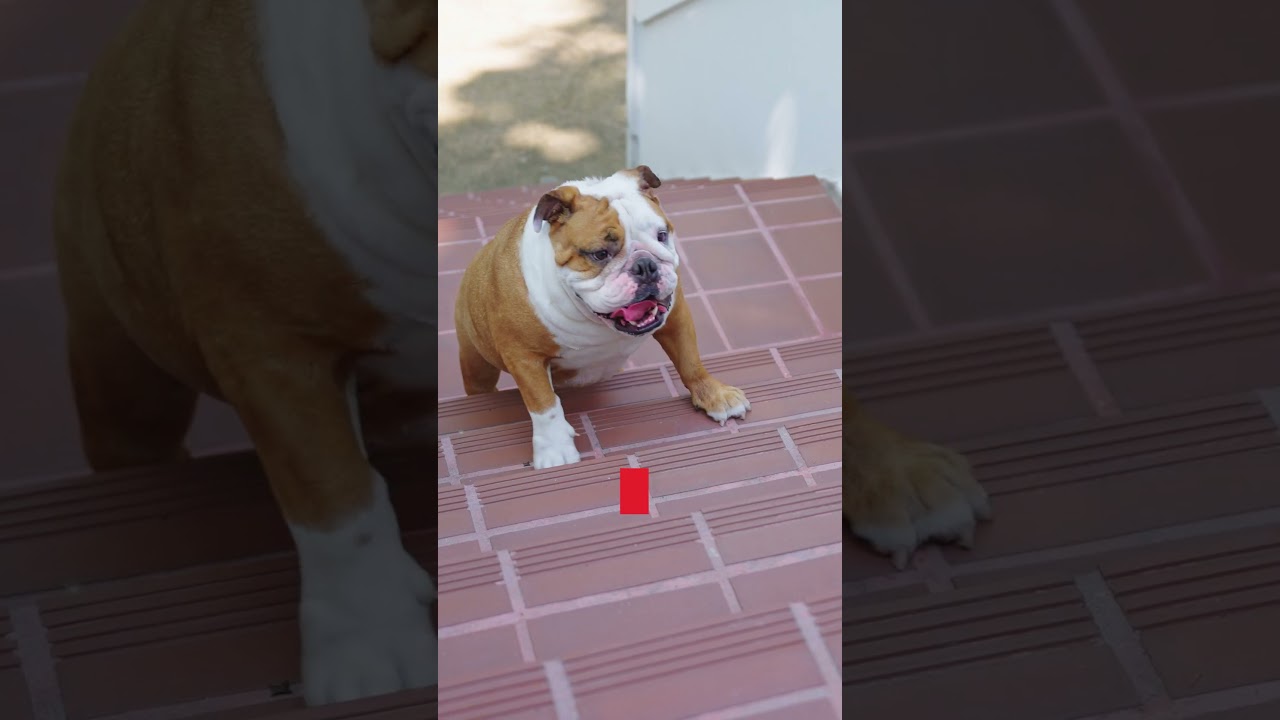 Make The Switch To Antinol Plus🐾 