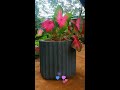 #Short -  Cute Flower Pot