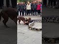 Dogs Vs Snake 🐍🐍