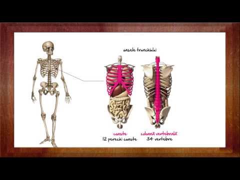 Biologie: Sistemul osos | WinSchool