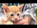 残りモノで余りモノだった子猫をもらってきたら信じられない可愛さでした！【お迎え初日の思い出】