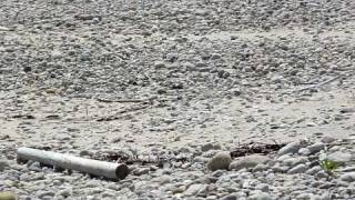 Least Tern feeding mate