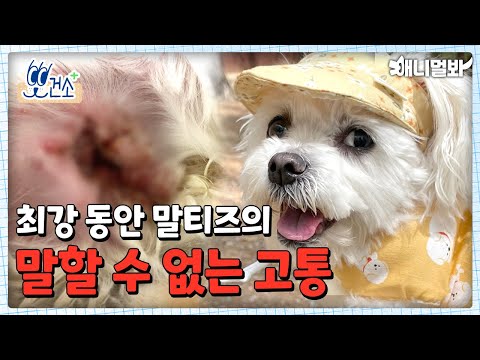 노견 말티즈의 고민, 곰팡이성 귓병ㅣOld Maltese Suffers From Fungal <strong>Ear</strong> <strong>Infection</strong>
