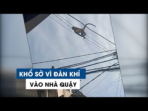 Video Người dân TP.HCM khổ sở vì đàn khỉ vào nhà quậy tưng... - youtube