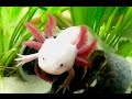 Axolotl: Cool Cute Aquarium Mexican Salamander