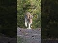Curious Hare