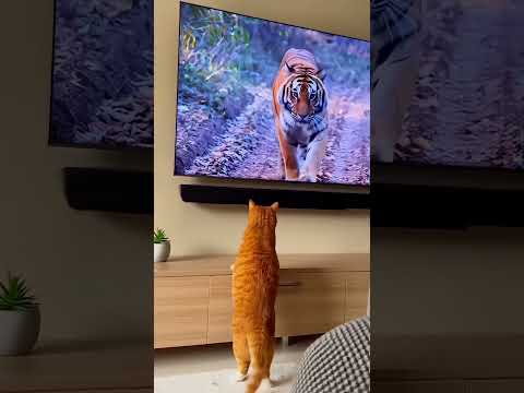 The orange cat was startled. #cat #catvideos #pets #tiger #funny