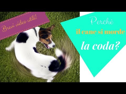 Video: Perché I Serpenti Si Mordono La Coda?