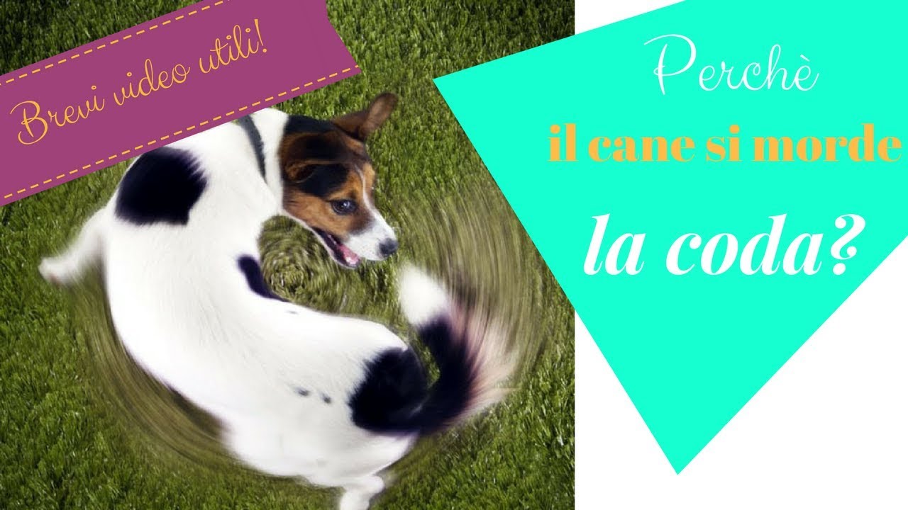 Perchè Il Cane Si Morde La Coda