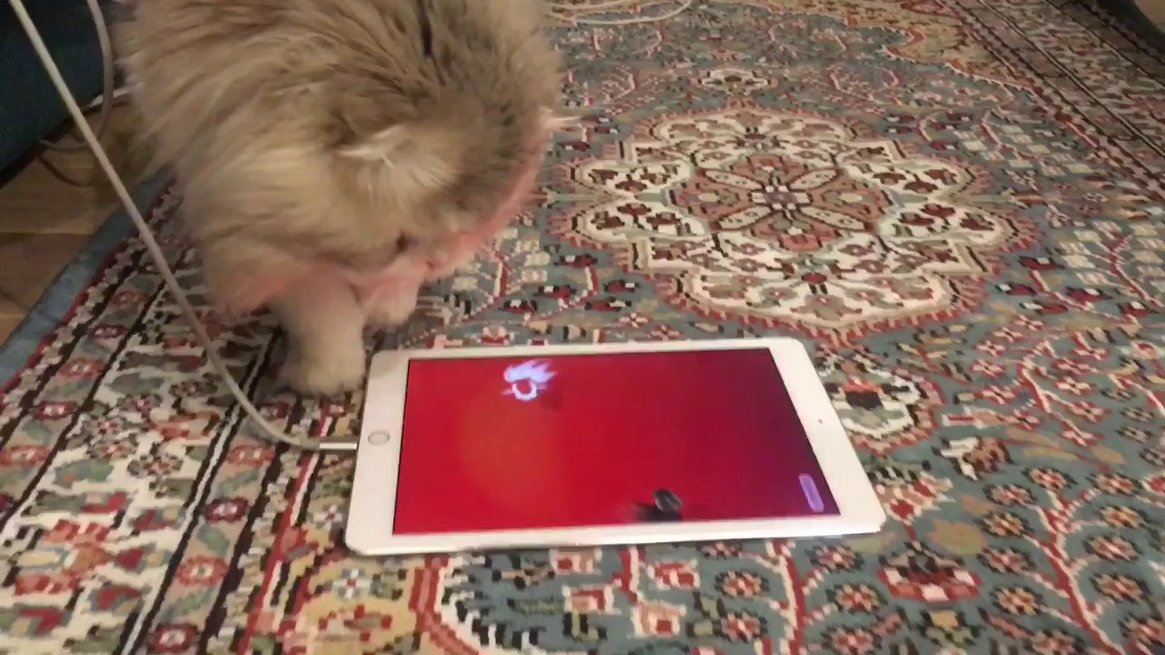 猫と金魚♪ | 猫とグリーンと暮らす家／うたまるオフィシャルブログ