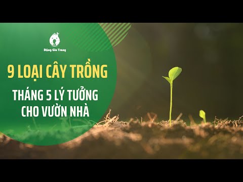 Video: Trồng Cây Gì Vào Tháng 5 ở Bãi đất Trống