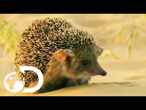 Video: Eared hedgehog: description and photo. What does the eared hedgehog eat?