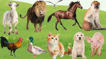 🎶 Đại Hội Tiếng Kêu Nông Trại – Gà, Bò, Chó & Mèo “Thi Tài” Siêu Dễ Thương|  Bé Học TV🐔🐮🐶🐱