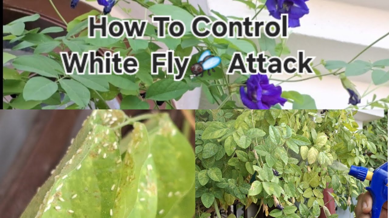 How To Control White Fly 🪰 🪰 Attack - YouTube