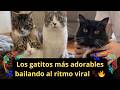 Michi Rueda Bailando Suave #rueda #gatitos #gatosdomésticos #catlife #catsoftheworld