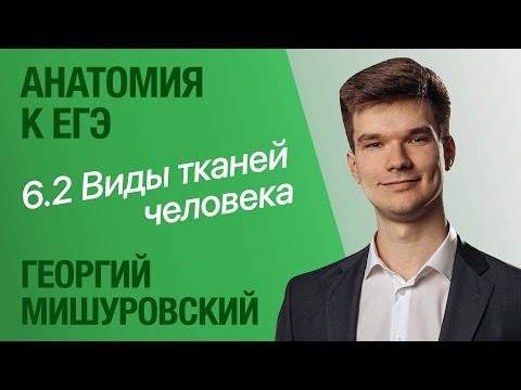 6.2. Виды тканей человека | Анатомия к ЕГЭ | Георгий Мишуровский