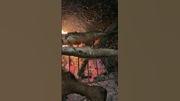 cá lóc nướng than hoa thơm ngon tuyệt #animals #nest