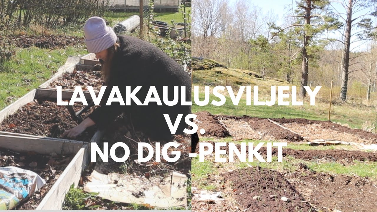Lavakaulusviljely vs. no dig-penkit - kumpi valita?