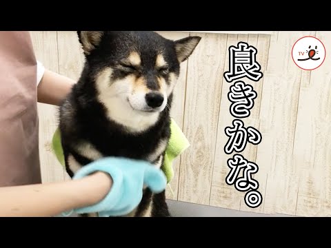 お風呂は苦手だけど、〇〇にはうっとりな柴犬さん