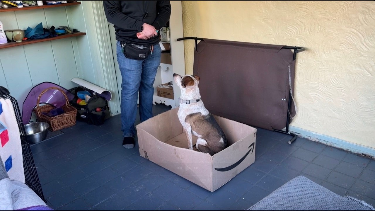 101 Things To Do With A Box | Shaping | Ready, Set...Train!