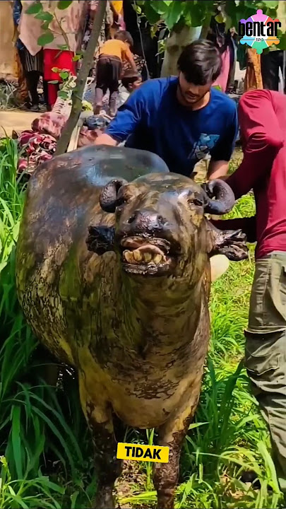 This buffalo is almost cooked 😰 #uniquefacts #funnyfacts #buffalo #fire #prindapan #farmers