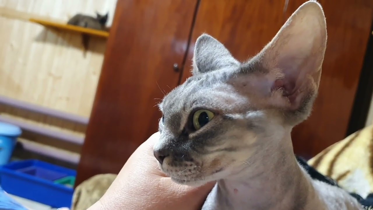 Мои котики девон рекс,игрушка для котов своими руками)Вязка котов как ...