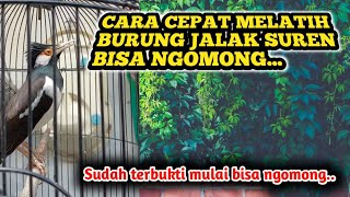 Cara melatih jalak suren bisa ngomong