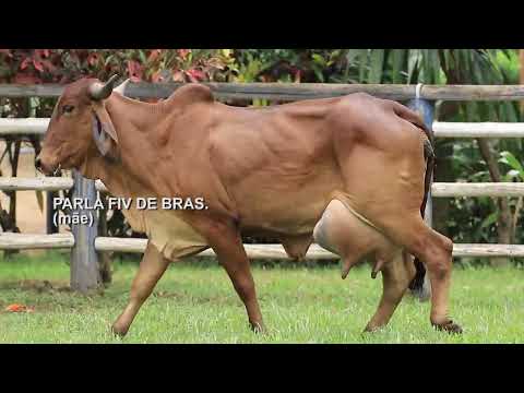 LOTE 28 – LAYRA FIV CABO VERDE JCVL4385