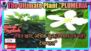 #plumeria-champa#how to care of plumeria plant flower & variety with their ultimate facts point