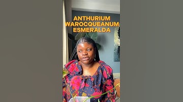 This plant is SUCH a headache!!! #plants