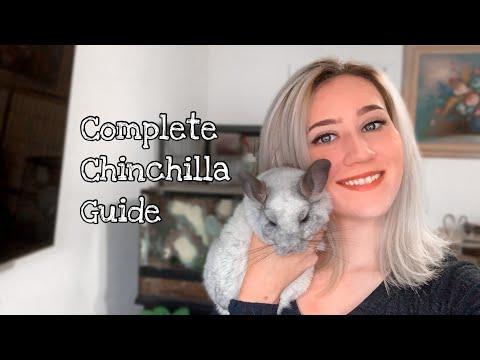 वीडियो: चिनचिला की देखभाल: आपको क्या जानना चाहिए